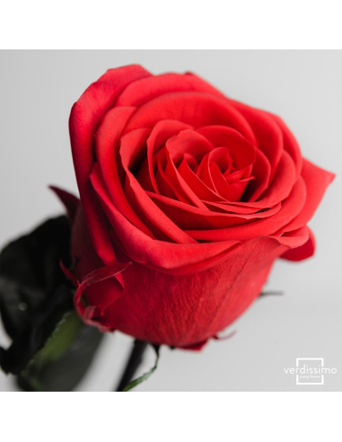 Rosa preservada