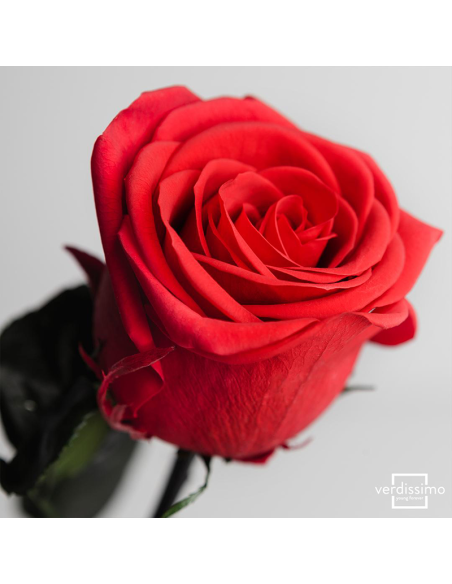 Rosa preservada