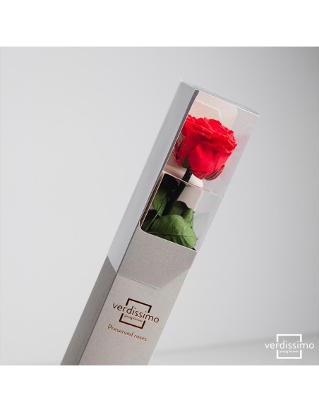 Rosa preservada